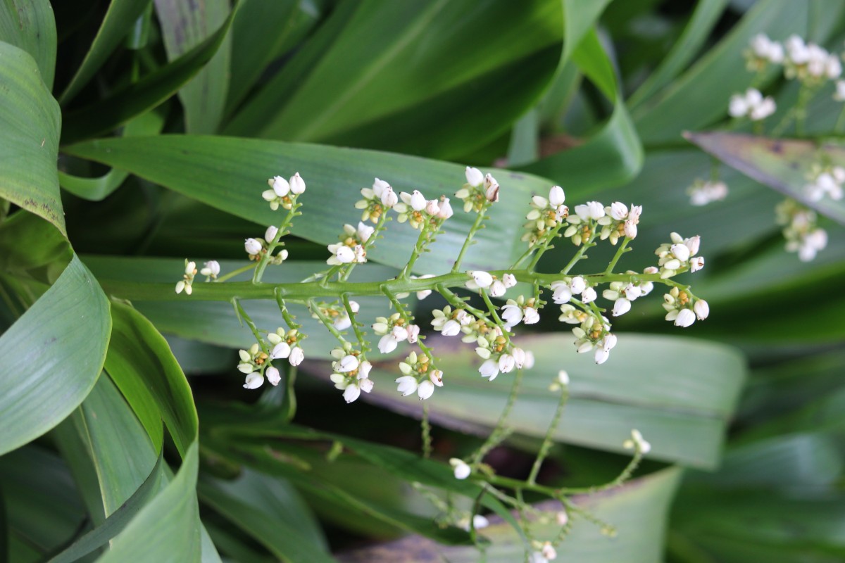 Xiphidium caeruleum Aubl.